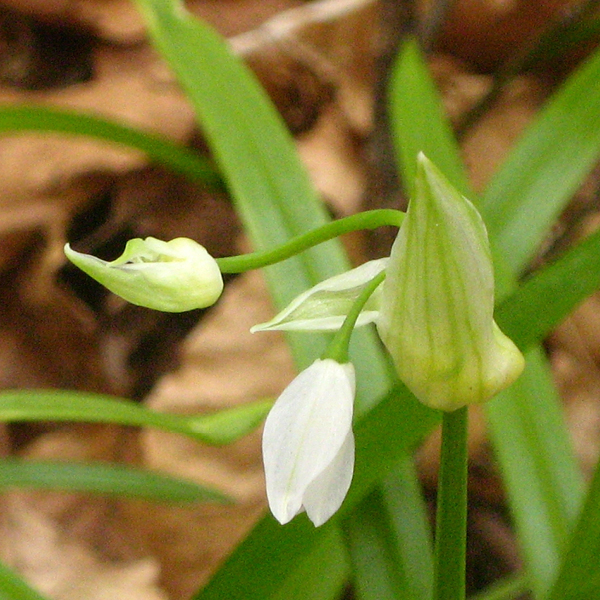 Photo of Few-flowered Garlic