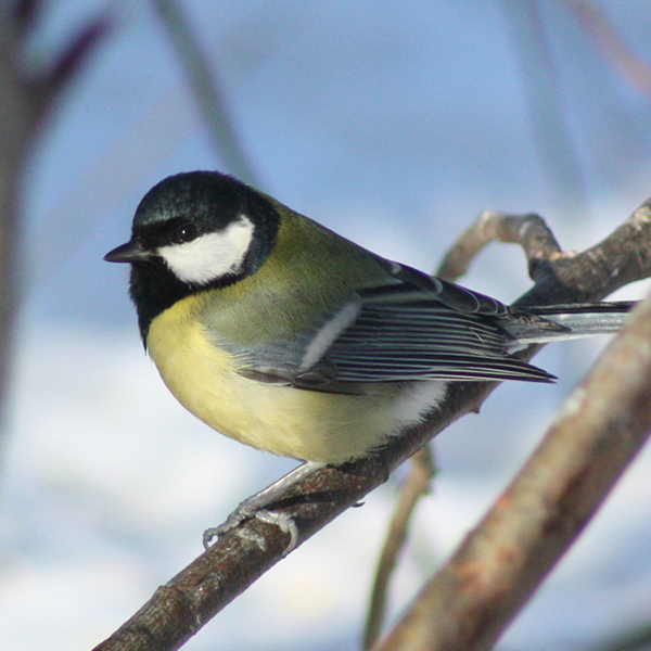 Photo of Great Tit