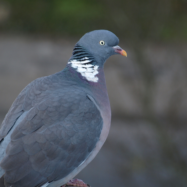 Photo of Wood Pigeon